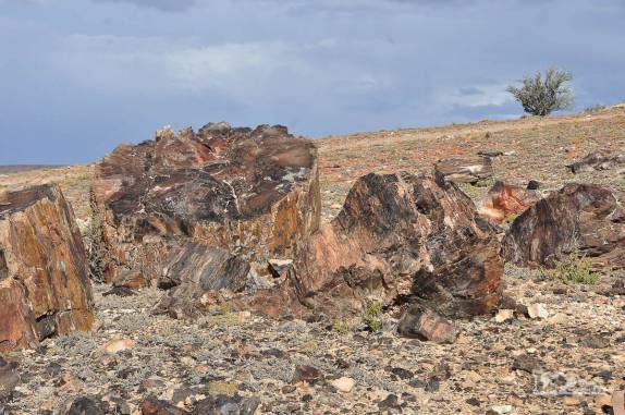 Restos de antigas araucárias com 150 milhões de anos transformadas em pedra uma erupção vulcânica, no Monumento Natural Bosques Petrificados, região de Caleta Olivia, no sul da Argentina